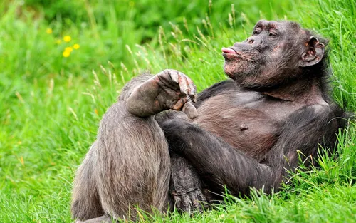 Смешные Фото горилла и маленькая горилла в траве
