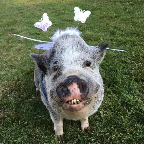 Смешные Фото свинья с цветком на голове