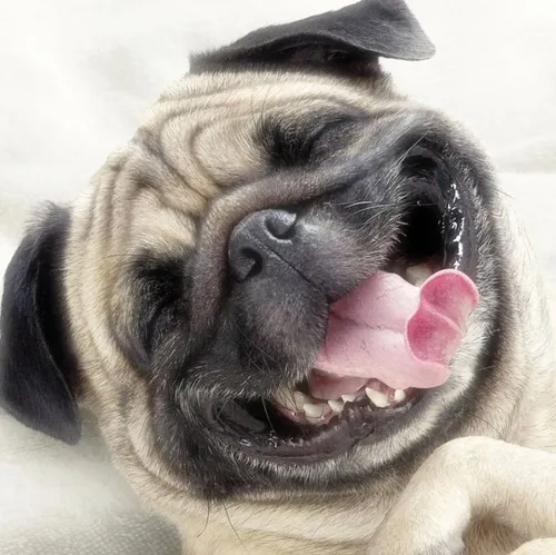 Смешные Фото собака с открытым ртом