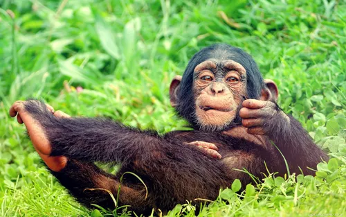 Смешные Фото обезьяна, лежащая в траве