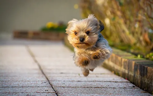 Смешные Фото собака бежит по тротуару