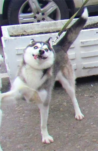 Смешные Фото собака, стоящая на задних лапах