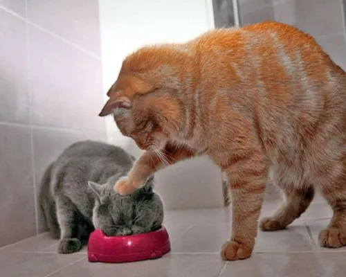 Смешные Фото кошка кормит котенка