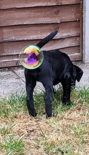 Смешные Фото собака с воздушным шаром во рту