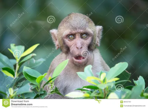 Смешные Фото обезьяна, держащая лист