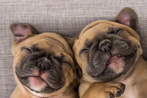 Смешные Фото пара собак лежала на диване
