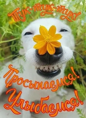 Прикольные С Добрым Утром Хорошего Дня Картинки собака с цветком на голове