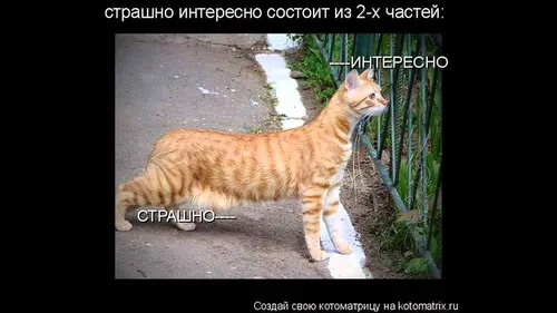 Ржачные Картинки кошка, стоящая на тротуаре