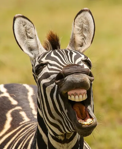 Ржачные Картинки зебра с открытым ртом