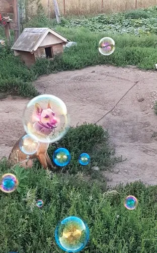Ржачные Картинки собака с пластиковым стаканчиком и пластиковым стаканчиком с цветком