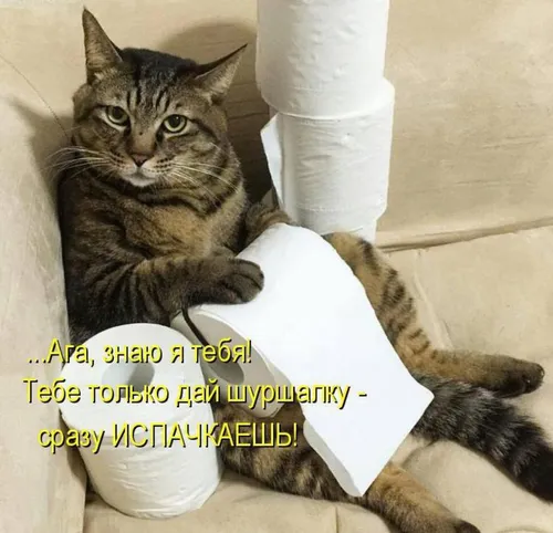 Ржачные Картинки кошка, лежащая на туалетной бумаге