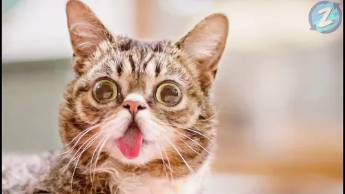 Ржачные Картинки кошка с высунутым языком