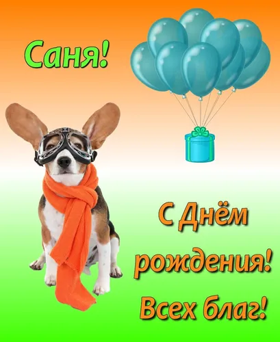 С Днем Рождения Александр Картинки собака в солнцезащитных очках и шарфе