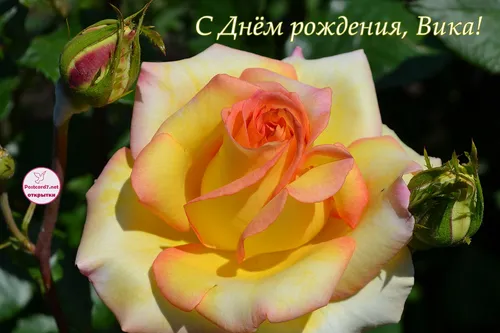 С Днем Рождения Вика Картинки желтая роза крупным планом