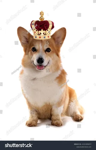 Корги Фото собака в короне