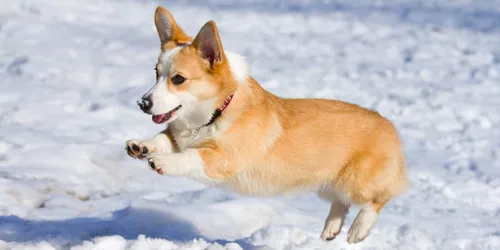 Корги Фото собака, стоящая на снегу