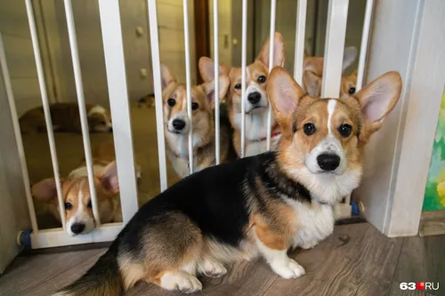 Корги Фото группа собак в клетке