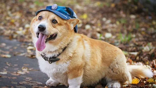 Корги Фото собака в шляпе