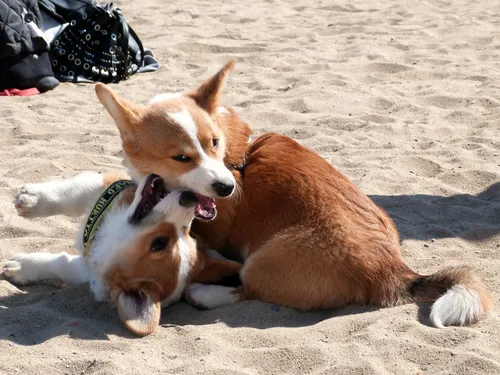 Корги Фото собака кусает другую собаку