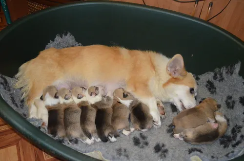 Корги Фото собака, лежащая на спине с группой щенков