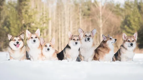Корги Фото группа собак в снегу