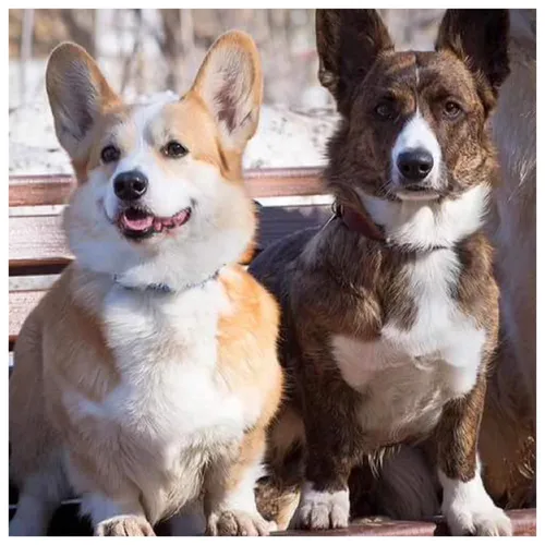 Корги Фото пара собак, сидящих рядом друг с другом
