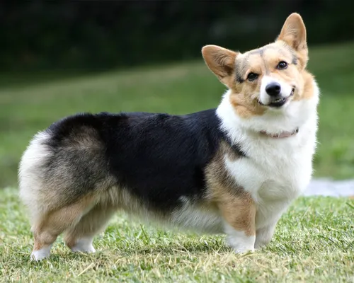 Корги Фото собака, стоящая на траве