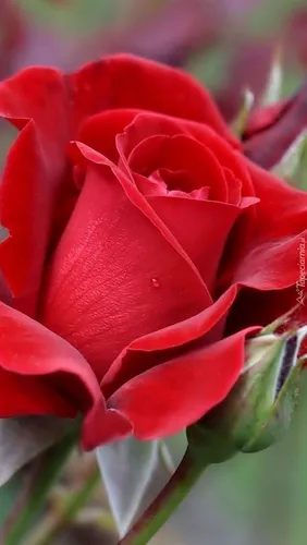 Самые Красивые Картинки красная роза крупным планом