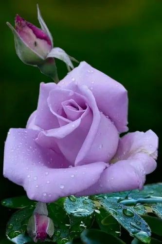 Самые Красивые Картинки крупный план фиолетового цветка