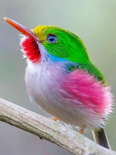 Самые Красивые Картинки красочная птица на ветке
