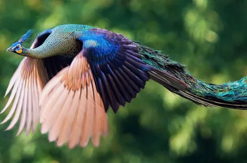 Самые Красивые Картинки разноцветная птица