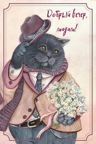 Смешной Добрый Вечер Прикольные Картинки кошка в одежде