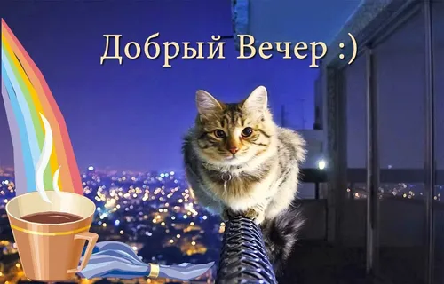 Смешной Добрый Вечер Прикольные Картинки кошка сидит на стуле