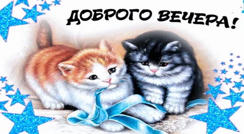 Смешной Добрый Вечер Прикольные Картинки пара котят на одеяле