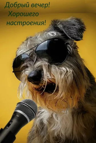 Смешной Добрый Вечер Прикольные Картинки собака в солнцезащитных очках и микрофоне