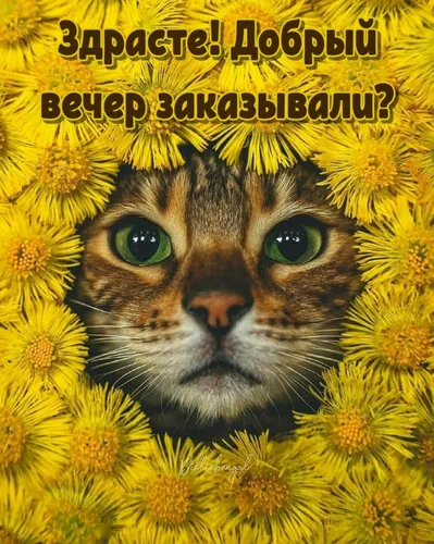 Смешной Добрый Вечер Прикольные Картинки кот с желтыми цветами