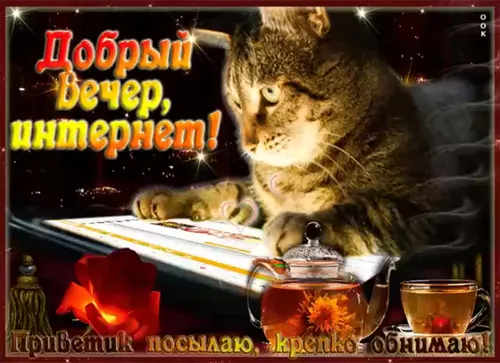 Смешной Добрый Вечер Прикольные Картинки кошка сидит за столом