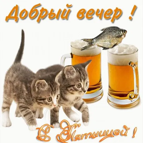 Смешной Добрый Вечер Прикольные Картинки пара котят с бокалом пива