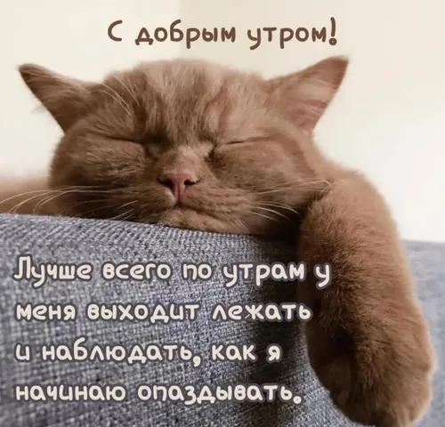 Смешные С Добрым Утром Картинки кошка спит на диване