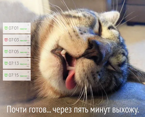 Смешные С Добрым Утром Картинки кошка зевает с открытым ртом