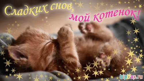 Страстные Спокойной Ночи Картинки группа котят