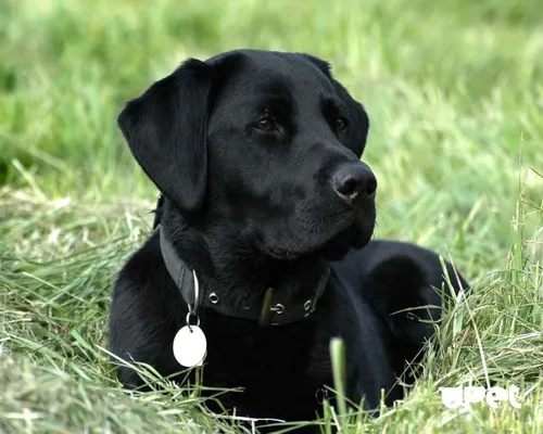 Лабрадор Фото черная собака сидит в траве