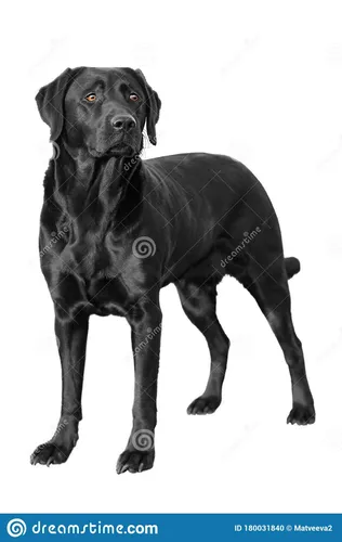 Лабрадор Фото черная собака на белом фоне