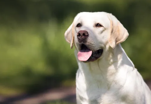 Лабрадор Фото собака с высунутым языком