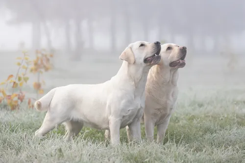Лабрадор Фото пара собак в поле