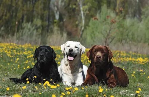 Лабрадор Фото группа собак, сидящих в цветочном поле