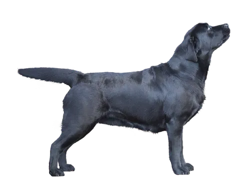 Лабрадор Фото собака с хвостом
