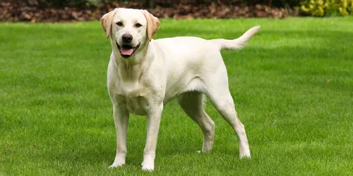 Лабрадор Фото белая собака, стоящая на траве