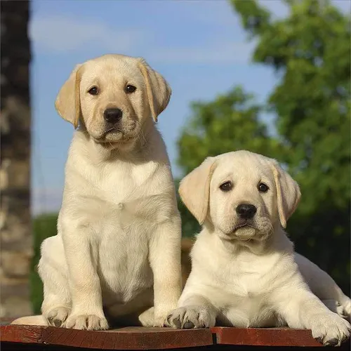 Лабрадор Фото пара щенков, сидящих на деревянной поверхности
