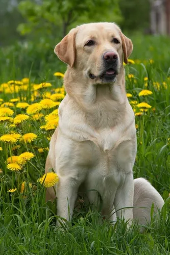 Лабрадор Фото собака сидит в цветочном поле